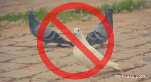 Repulsif Pigeon Repulsif Naturel Et Produit Anti Pigeon Faire Fuir Les Pigeons Jouet Pour Chat Fournitures Pour Animaux
