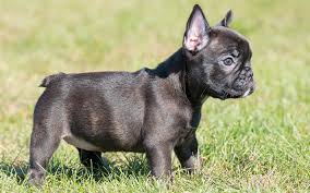 Download Wallpapers French Bulldog Small Black Puppy 4k Pets Small Dogs Besthqwallpapers Com French Bulldog French Bulldog Puppies Bulldog Puppies