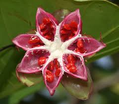 Image result for Dillenia