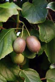 Fruit is only produced on female mulberry trees, while male trees produce pollen. Are Female Kiwi Toxic To Males Tips On Where To Plant Male Female Kiwis