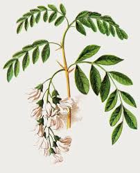 Image result for Robinia