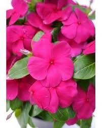 Pin Di Vinca Annual Flowers