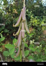 Image result for Crotalaria torrei