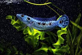 Untuk anakan, ikan ini dihargai 100 ribu. Penghias Interior Rumah Ini 8 Jenis Ikan Predator Untuk Dipelihara Dalam Akuarium Orami