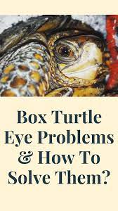 Box Turtle Eye Problems & How To Solve Them? | Box turtle, Turtle, Eyes  problems