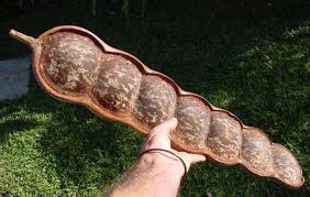 Image result for Entada stuhlmannii