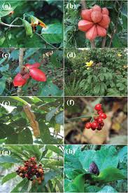 Image result for Clerodendrum poggei