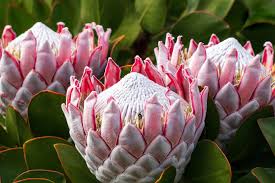 Image result for Protea enervis