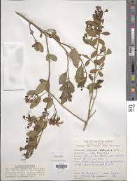 Image result for Maerua triphylla