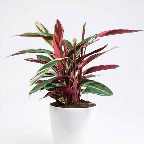 Stromanthe Triostar Care Guide: Tips for Growing this Colorful Tropical Plant 🌟 - Healthy Houseplants