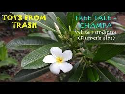 Best Of Few Lines About Champa Flower In Hindi And View Flower Meanings Flowers Flower Wall