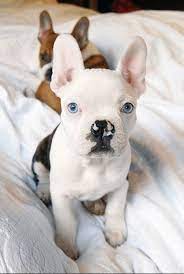 I'm full of spunk but also shy. 13 French Bulldog Mixes Fantastic Frenchies