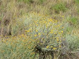 Image result for Helichrysum nitens