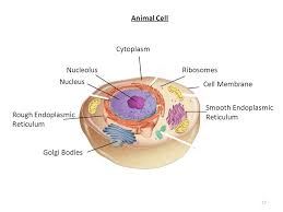 Check spelling or type a new query. The Structure And Function Of Cell Components Ppt Download