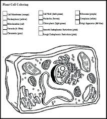 Plant Cell Coloring Key Beautiful Cell Organelle Coloring Pages Dracosheet Plant Cells Worksheet Cells Worksheet Plant Cell