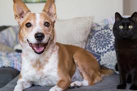 Typically, cats are aloof and easily startled, while dogs are gregarious and territorial. Introducing Cat Or Kitten To Dog Best Friends Animal Society