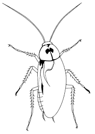 On july 19, 2019 september 12, 2019 by coloring.rocks! Free Printable Cockroach Coloring Pages For Kids