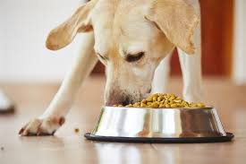 For The First Time The Fda Names 16 Brands Of Dog Food Linked To Canine Heart Disease With Images Dog Food Recipes Best Dog Food Food Animals