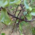 Image result for Scutia myrtina