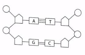 Dalam proses sintesis nukleotida, purin dan pirimidin membentuk ikatan hidrogen dengan satu sama lain. Perhatikan Gambar Untai Nukleotida Pada Dna Berikut Jumlah Nukleotida Yang Menyusun Untai Dna Tersebut Adalah Blog Pak Pandani