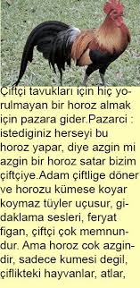Ciftci Tavuklari Icin Hic Yorulmayan Bir Horoz Almak Icin In 2020 Rooster
