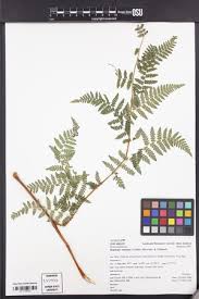 Image result for Hypolepis sparsisora