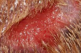 How To Clean A Dog S Wound Cuteness Dog Wound Spray Dog Wound Care Dog Wound