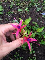 Fuchsia Fuchsia Hybrid Your Plant Is A Fuchsia An Erect Shrub Or Trailing Variety With Small Showy Tubular Penden Blooming Plants Organic Fertilizer Plants
