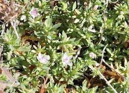 Image result for Bergia