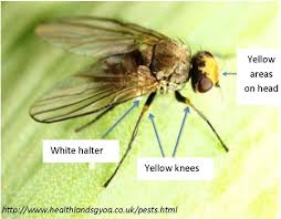 Image result for phytomyza gymnostoma