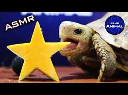 Tortoise Eating Star Asmr Turtle 37 Animal Asmr Youtube Turtle Animals Asmr