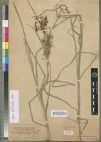 Image result for Cyperus pseudoleptocladus