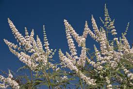 Image result for Vitex franceseana