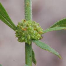 Image result for Pollichia