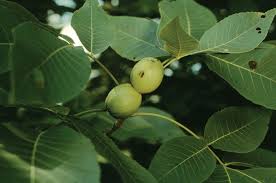 Many share similar characteristics, including leaf structure, trunk shape, and average height. Hickory Definition Tree Leaves Nut Facts Britannica