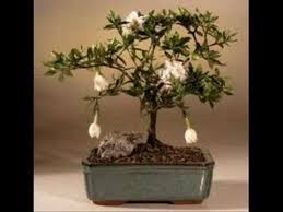 The time window in which tree seeds can germinate is often smaller than that of flower or vegetable seeds. Bonsai How To Flowering Bonsai Trees Youtube