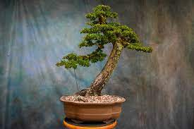 Olivenbonsai