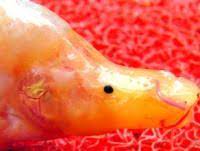 Lihat ide lainnya tentang fantasi, simbol reiki, gambar. Aneh Ditemukan Ikan Bermulut Mirip Bebek Okezone News