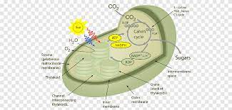 We did not find results for: Synthesis Plant Cell Cellular Respiration Chloroplast Plants Angle Cell Png Pngegg
