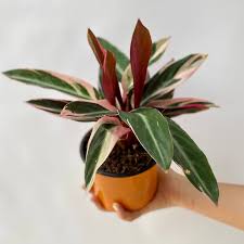 Image result for Ktenante Ctenanthe