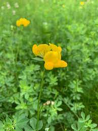 Yellow coneflower ratibida pinnata aster family (asteraceae). Photos And Names Of Local Wisconsin Wildflowers