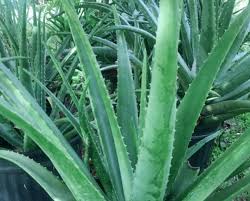 Aloe Vera Is Toxic To Dogs 🐶