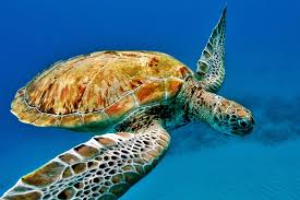 Scuba Diving In Barbados Resorts Packages Caradonna Adventures Die wahl fiel auf eco dive barbados und sind nicht enttäuscht. caradonna adventures