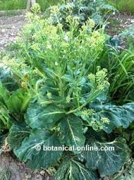 We did not find results for: Cabbage Cultivation Botanical Online