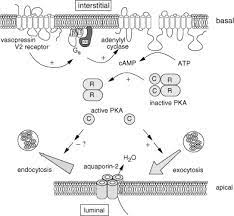 Diabetes Insipidus And Siadh Sciencedirect