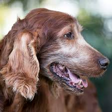 Kibble and unbalanced diets could be the culprits. How To Care For Your Senior Or Geriatric Dog Mud Bay