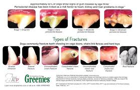 Puppy Teeth Chart