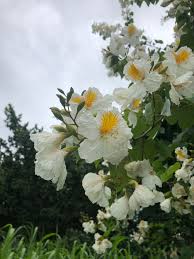 Image result for Bauhinia burrowsii