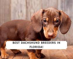 The origin of dachshunds can be traced to the long healthy relationship between man and dogs—a time when people raised dogs that could hunt animals such as foxes, badgers, and rabbits. 5 Best Dachshund Breeders In Florida 2021 We Love Doodles