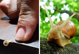 Baby Animals That Look Nothing Like Their Parents